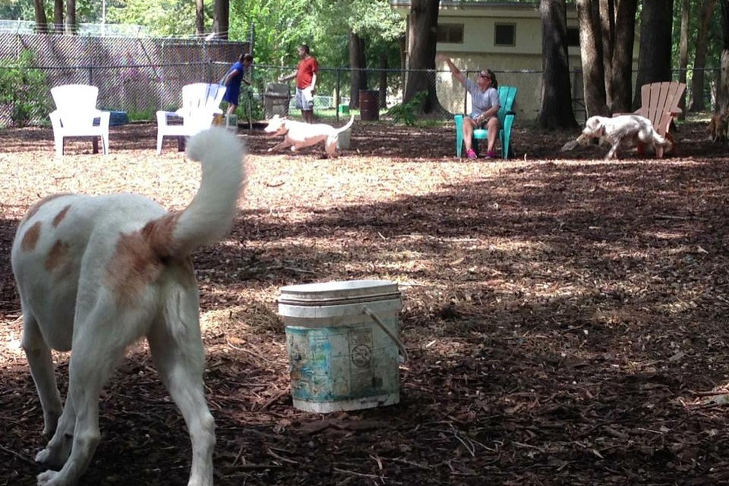 Oakwood Dog Park 2