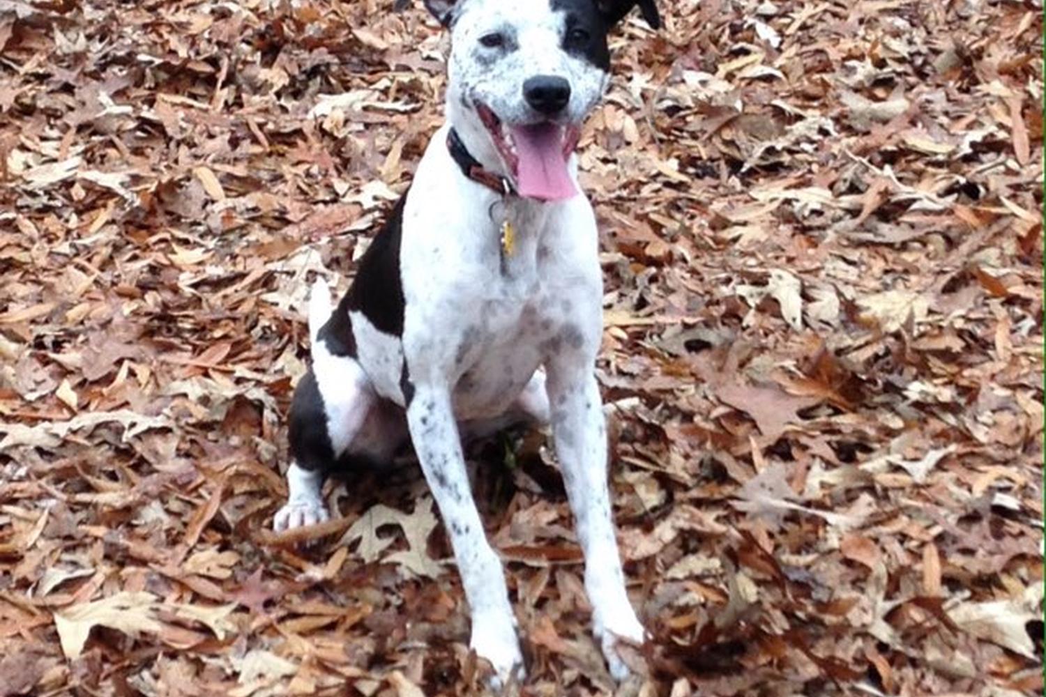 Oakwood Dog Park 5