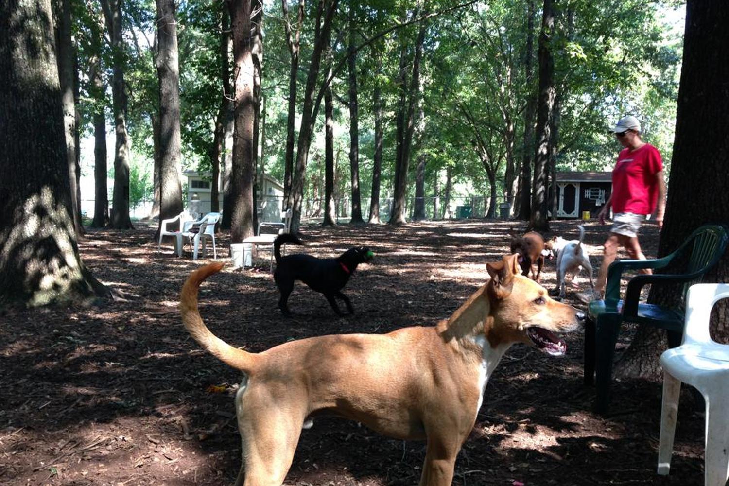 Oakwood Dog Park 3