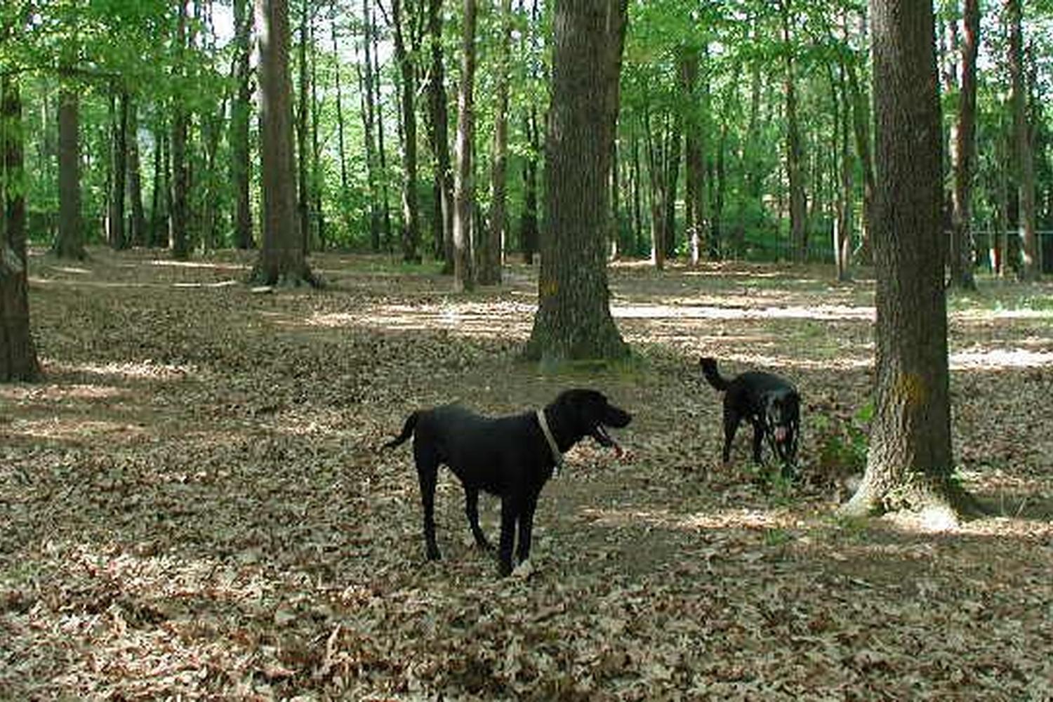 Oakwood Dog Park 0