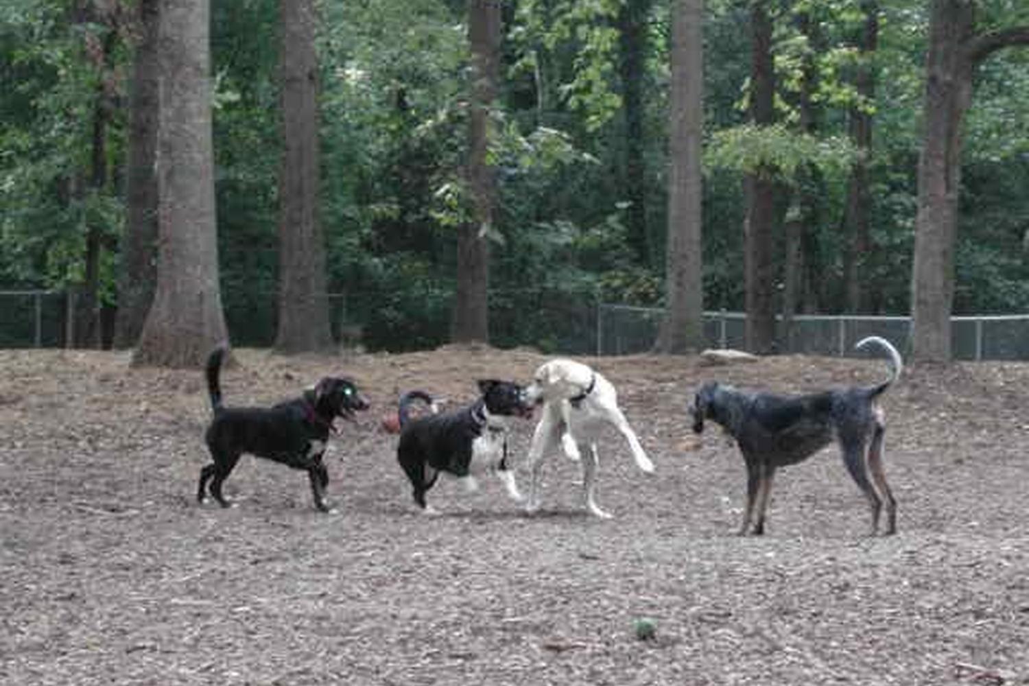 Oakwood Dog Park 1