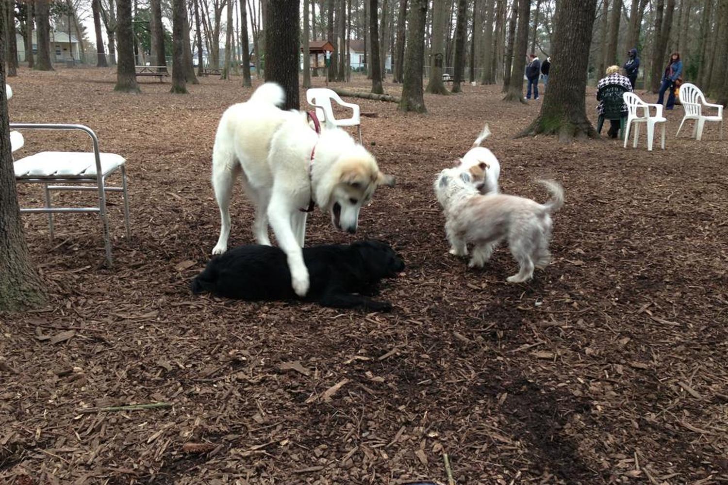 Oakwood Dog Park 4