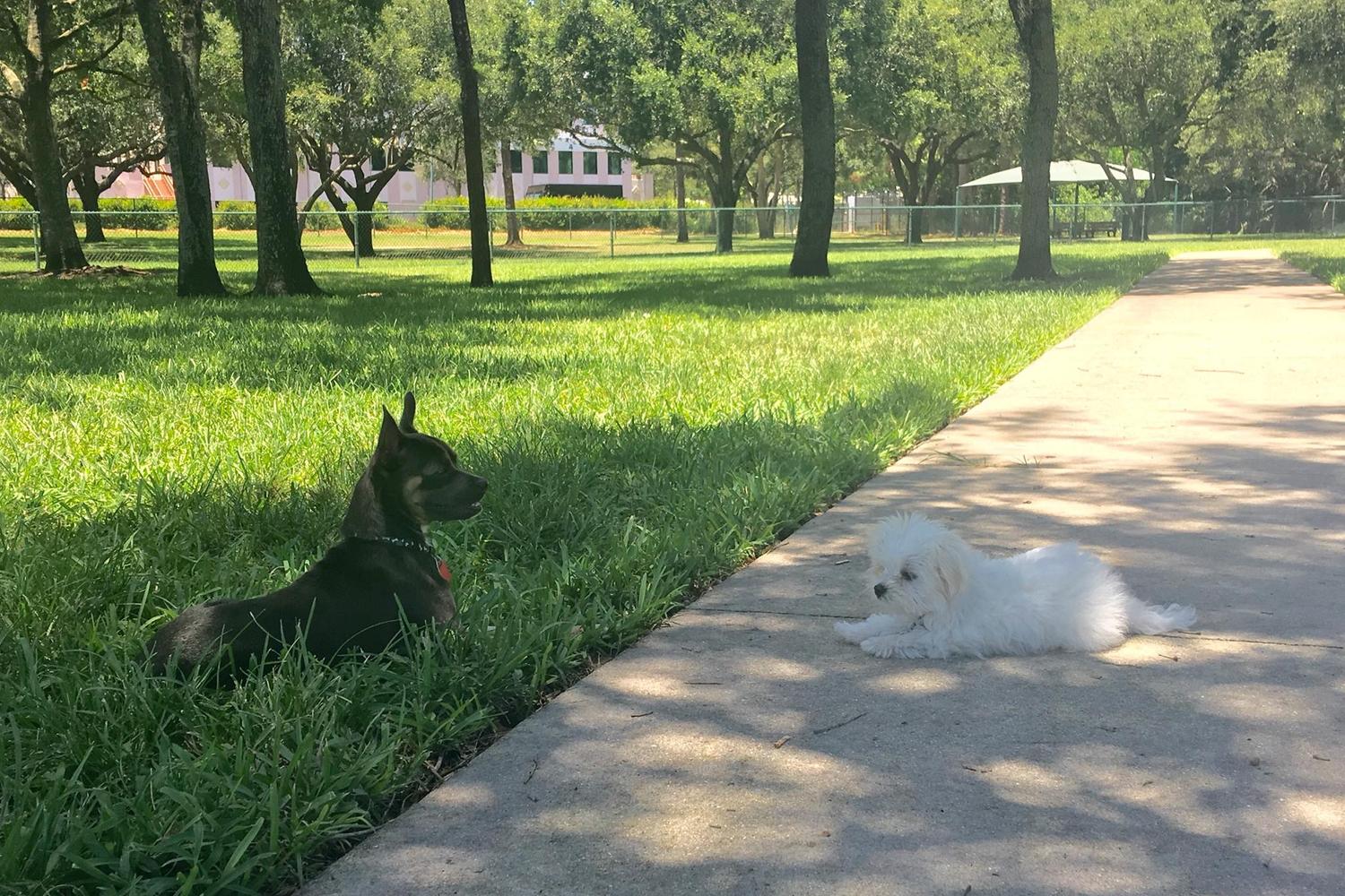 Mizner Bark - Boca Raton Dog Park 3