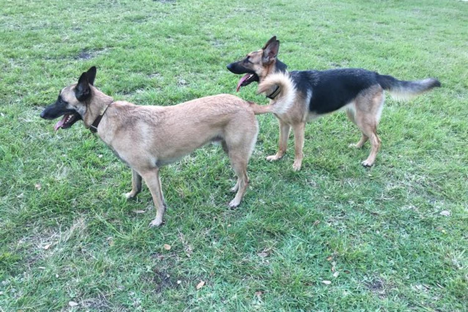 Mizner Bark - Boca Raton Dog Park 5