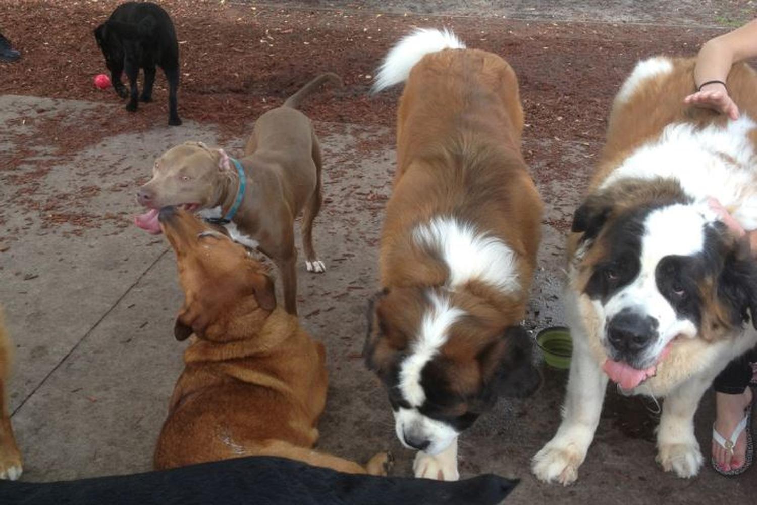 Mizner Bark - Boca Raton Dog Park 4