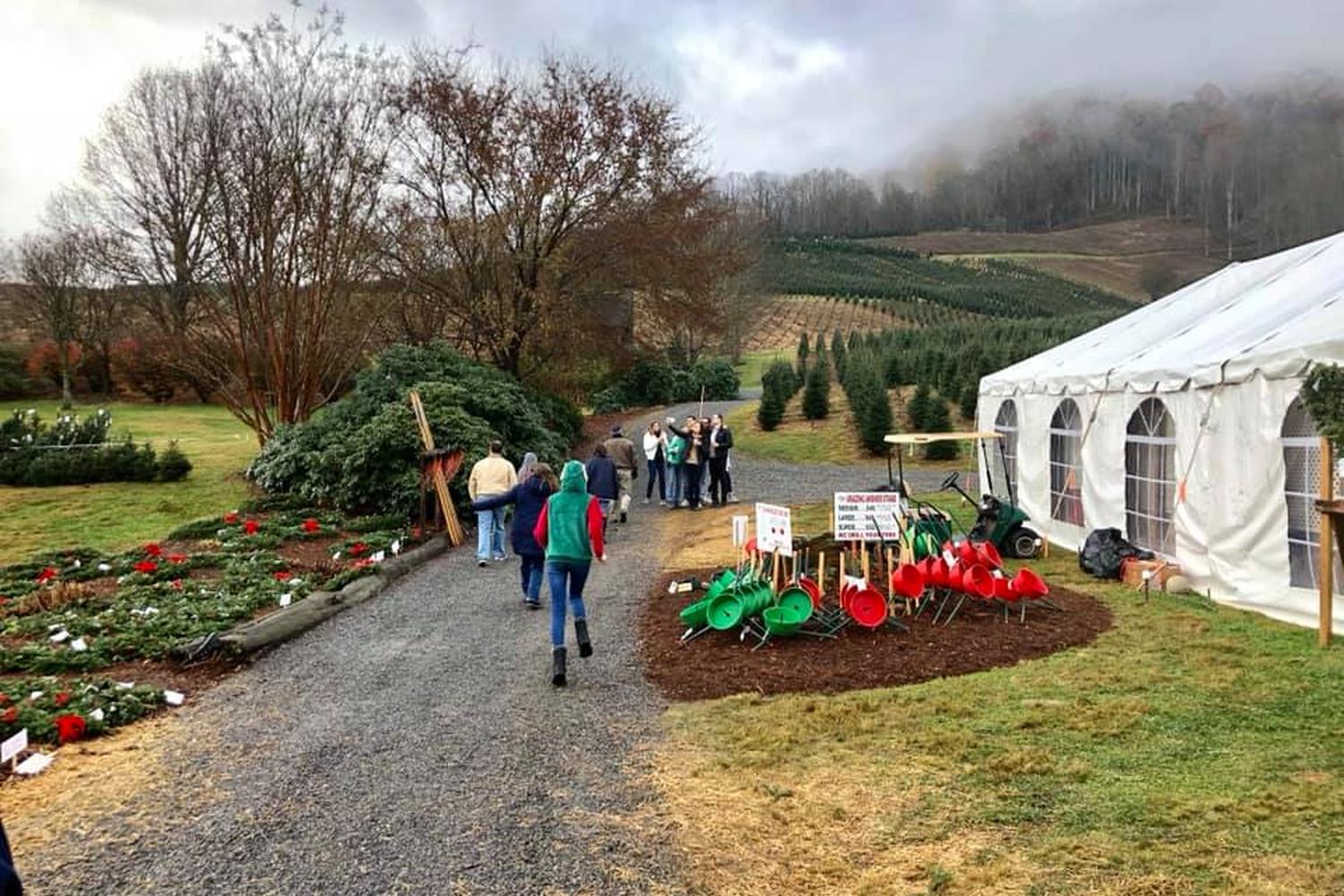 Boyd Mountain Christmas Tree Farm 5