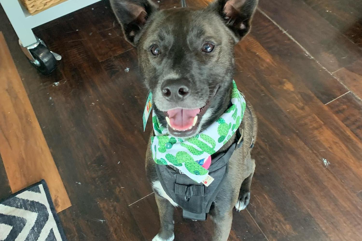 Mixed Mutt Creamery 1