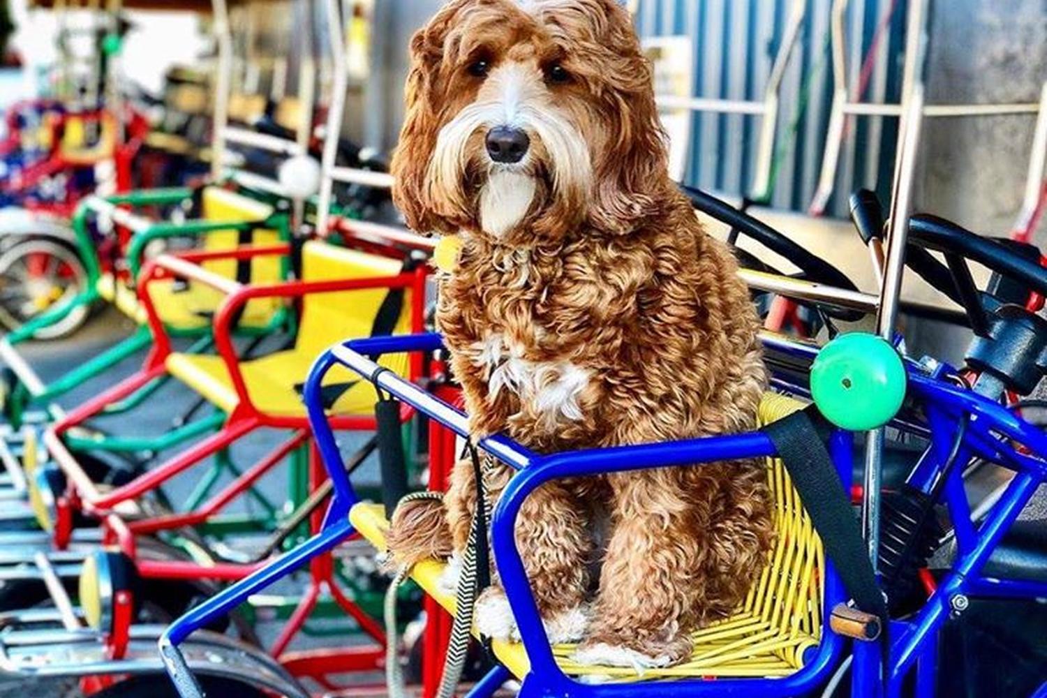 Wheel Fun Rentals 4
