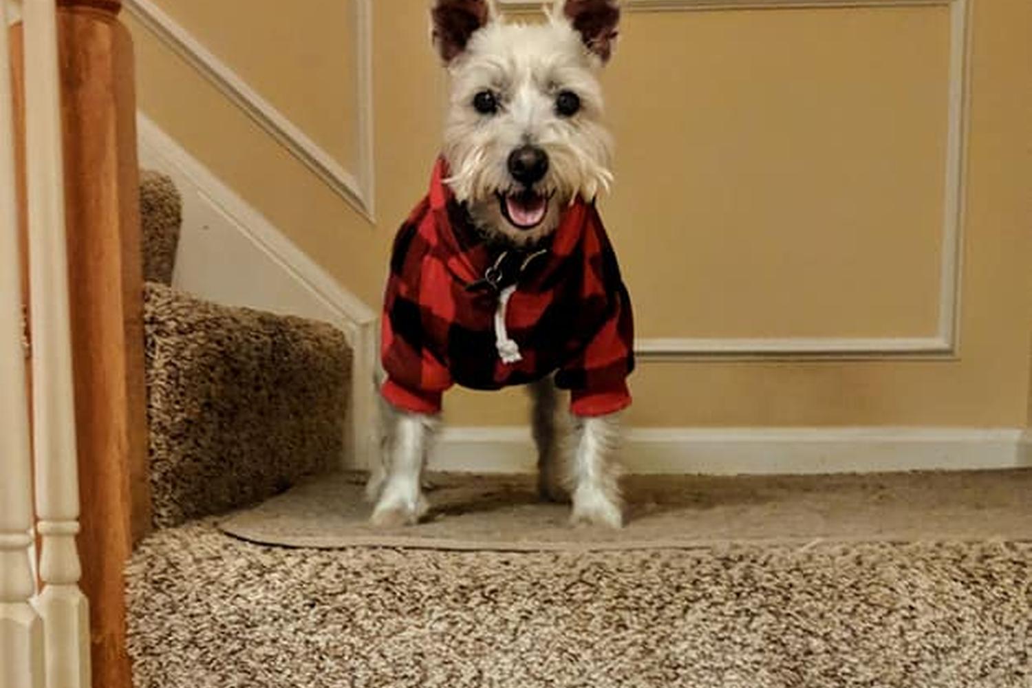 Prance Around, LLC 5