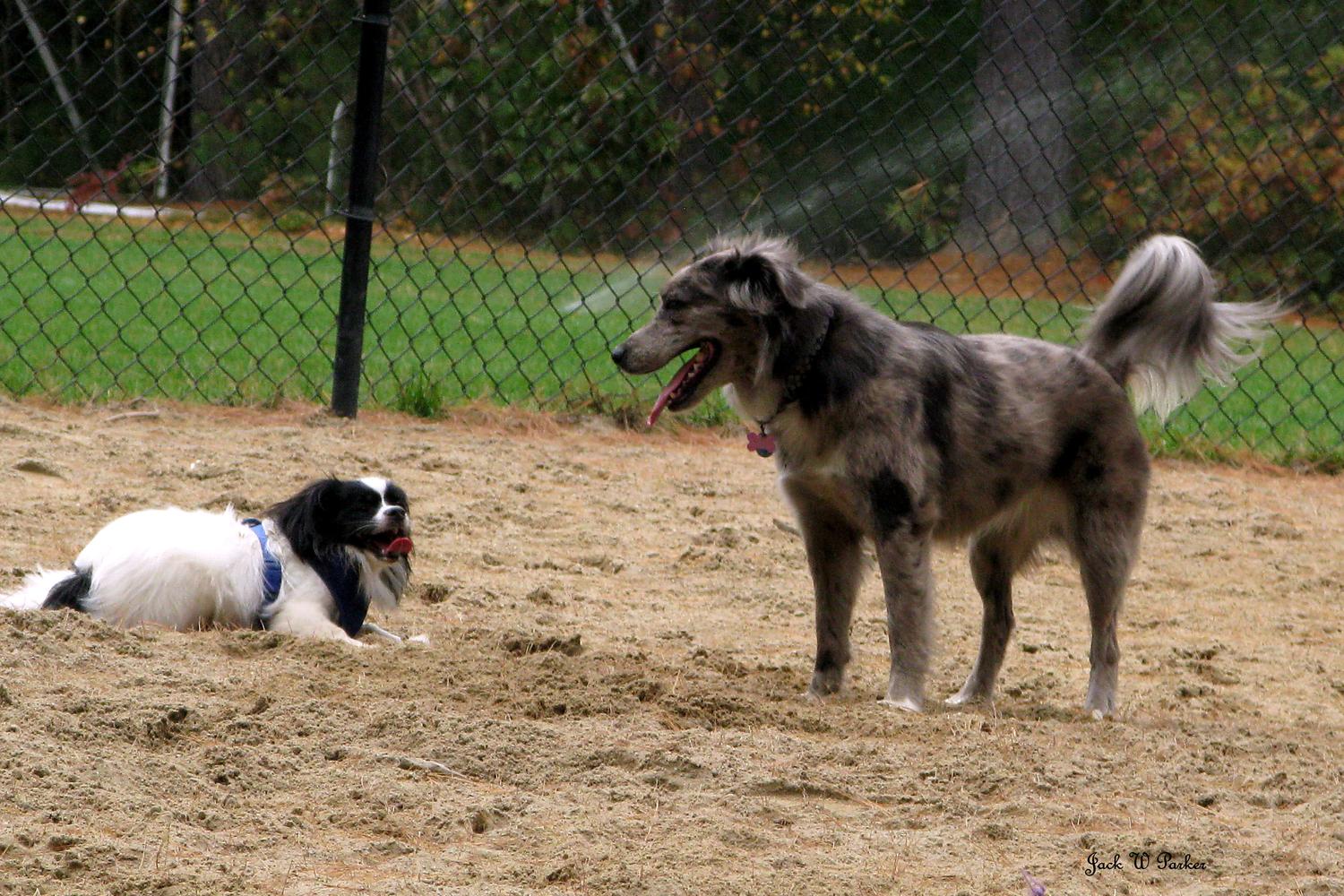 Longhill Dog Park 2