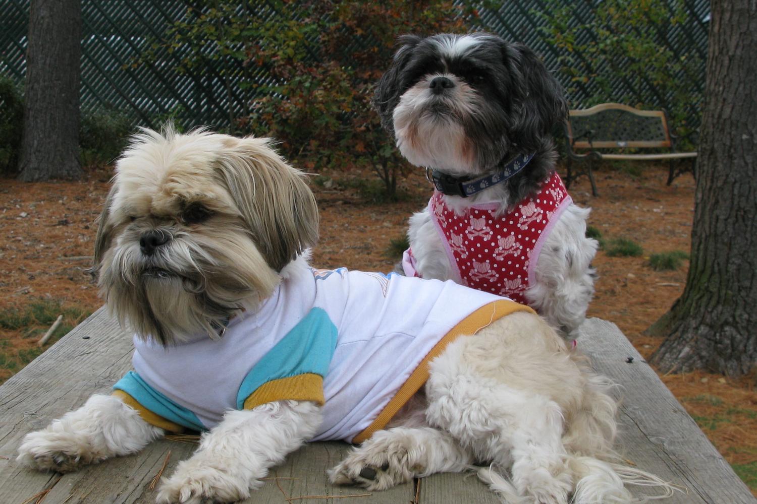 Longhill Dog Park 1