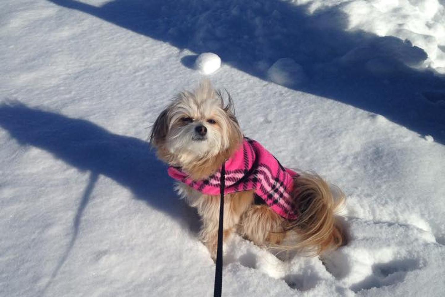 Housecall Pet Services 0