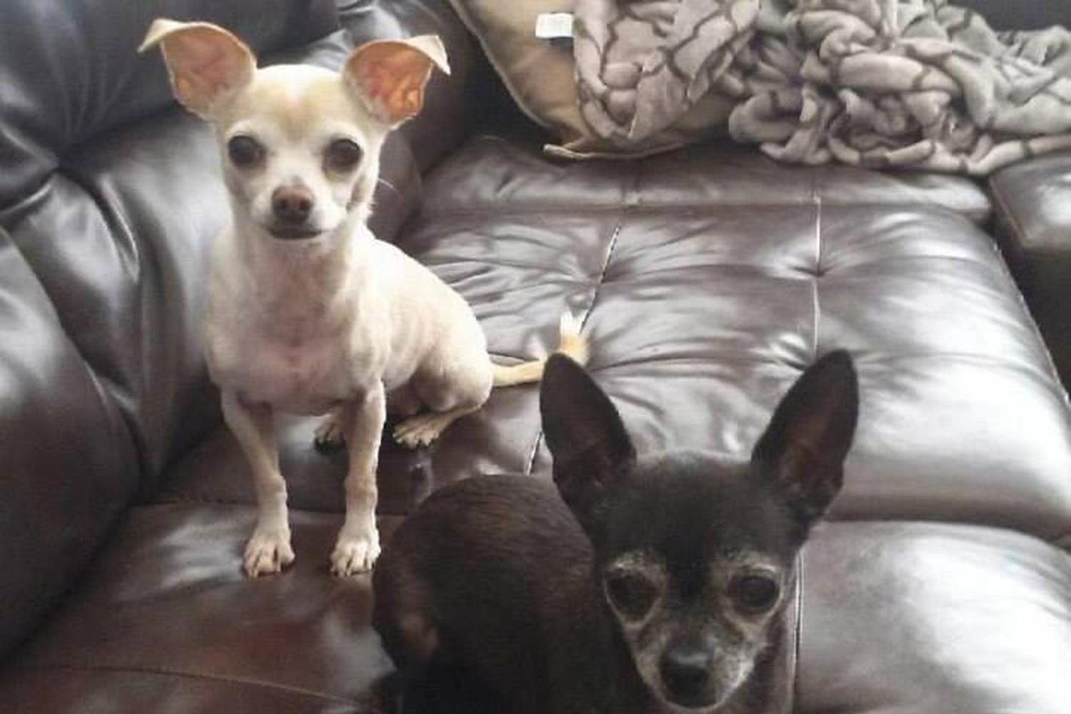 Housecall Pet Services 5