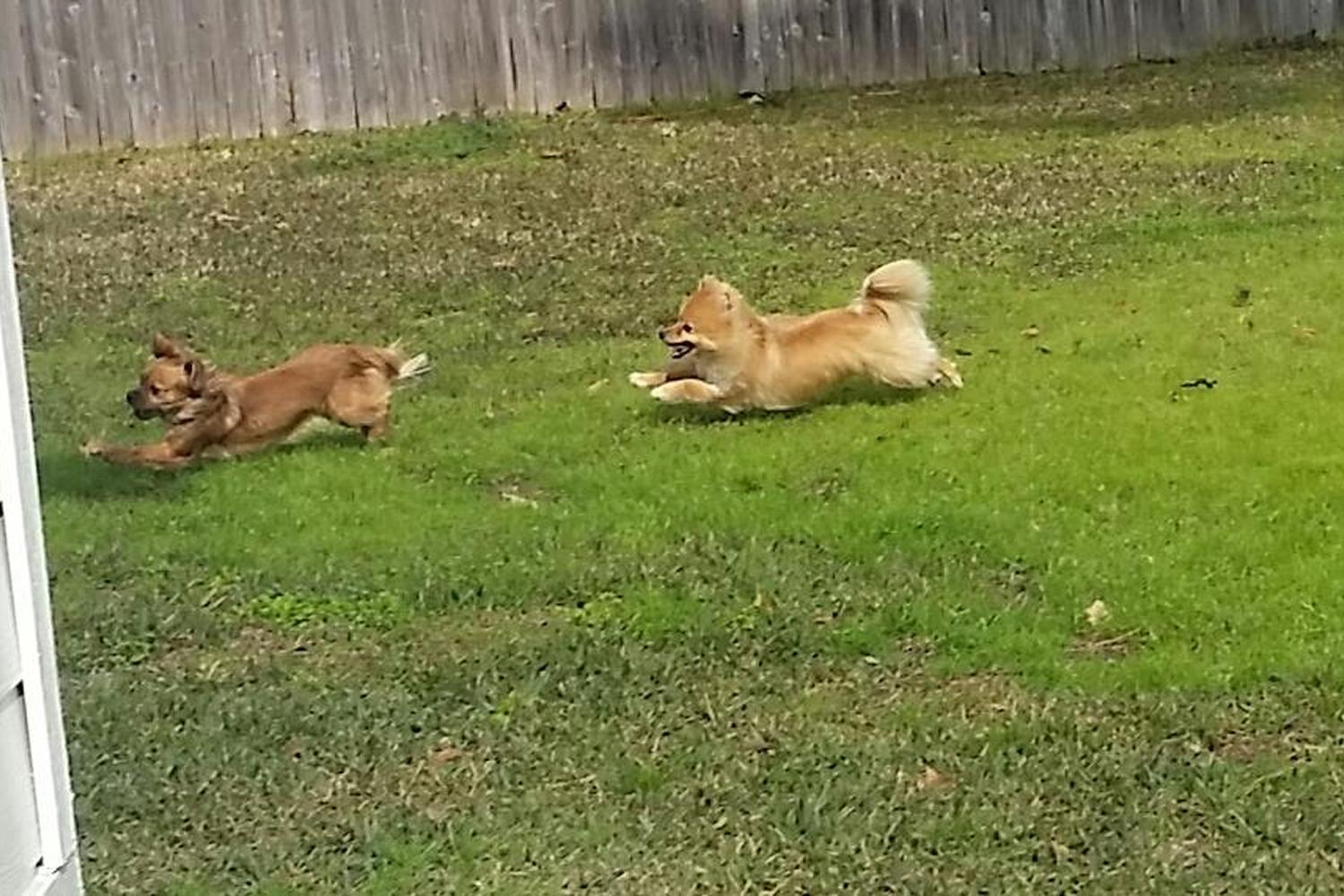 Snuggles and Hugs Active Dog Camp 1