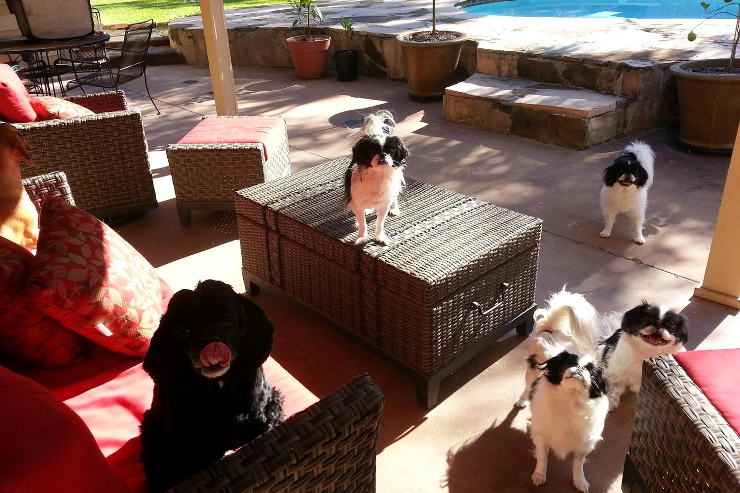 Snuggles and Hugs Active Dog Camp 2