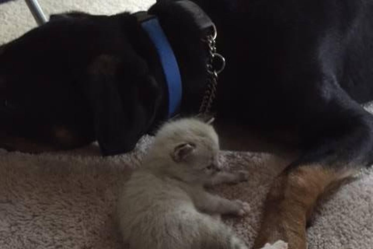 Petsitting By Denise 4