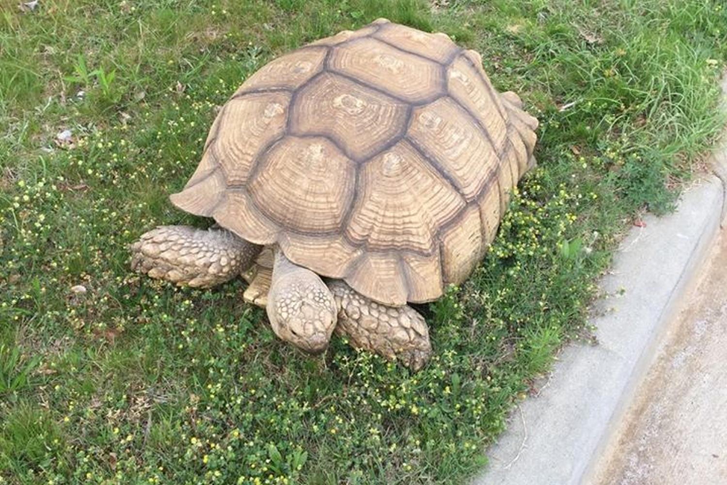 Petsitting By Denise 2