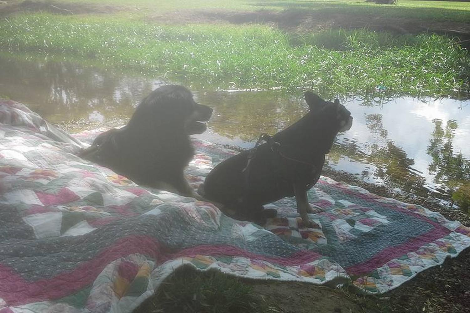 Heritage Dog Park  4
