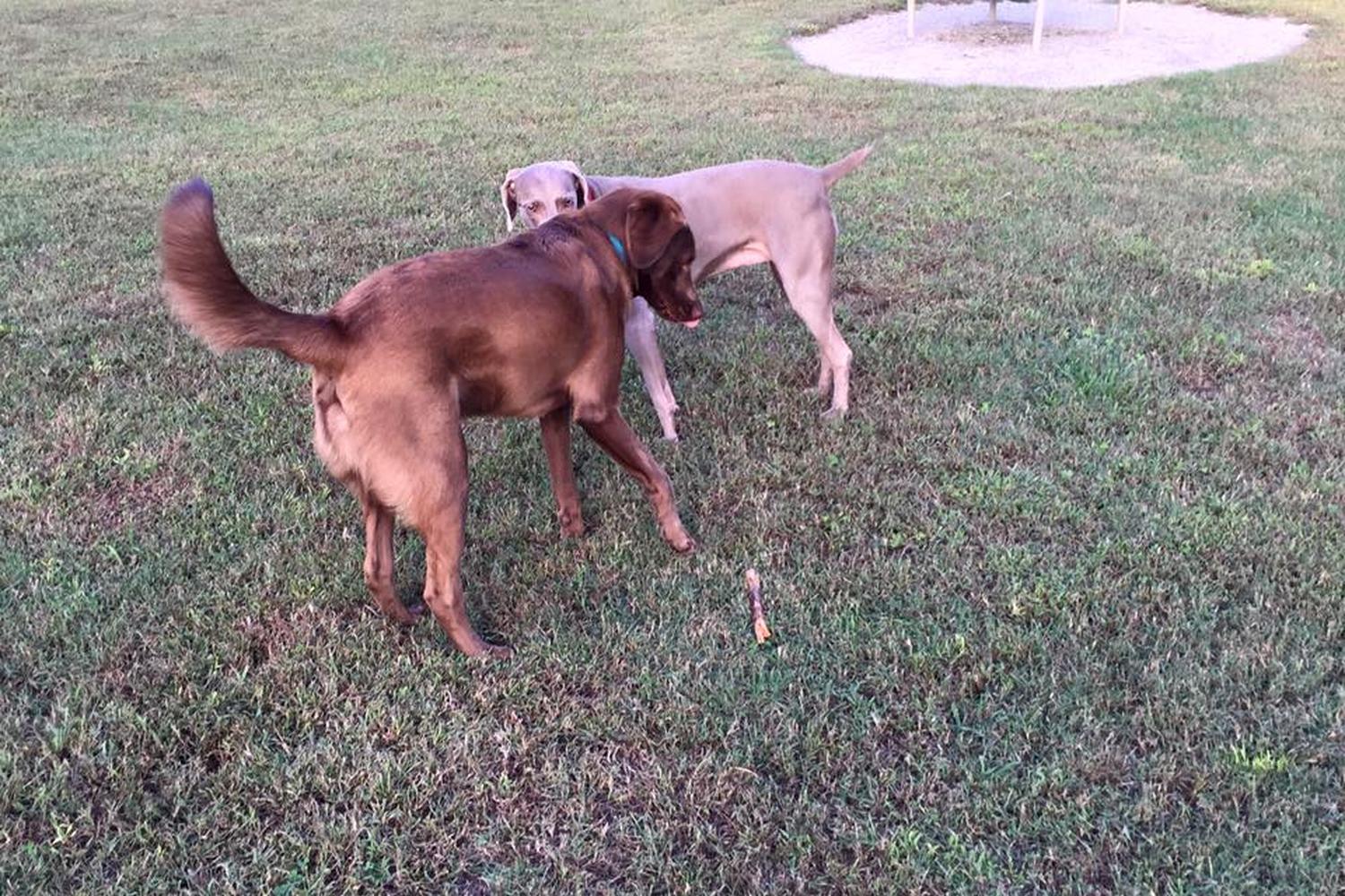 Heritage Dog Park  6