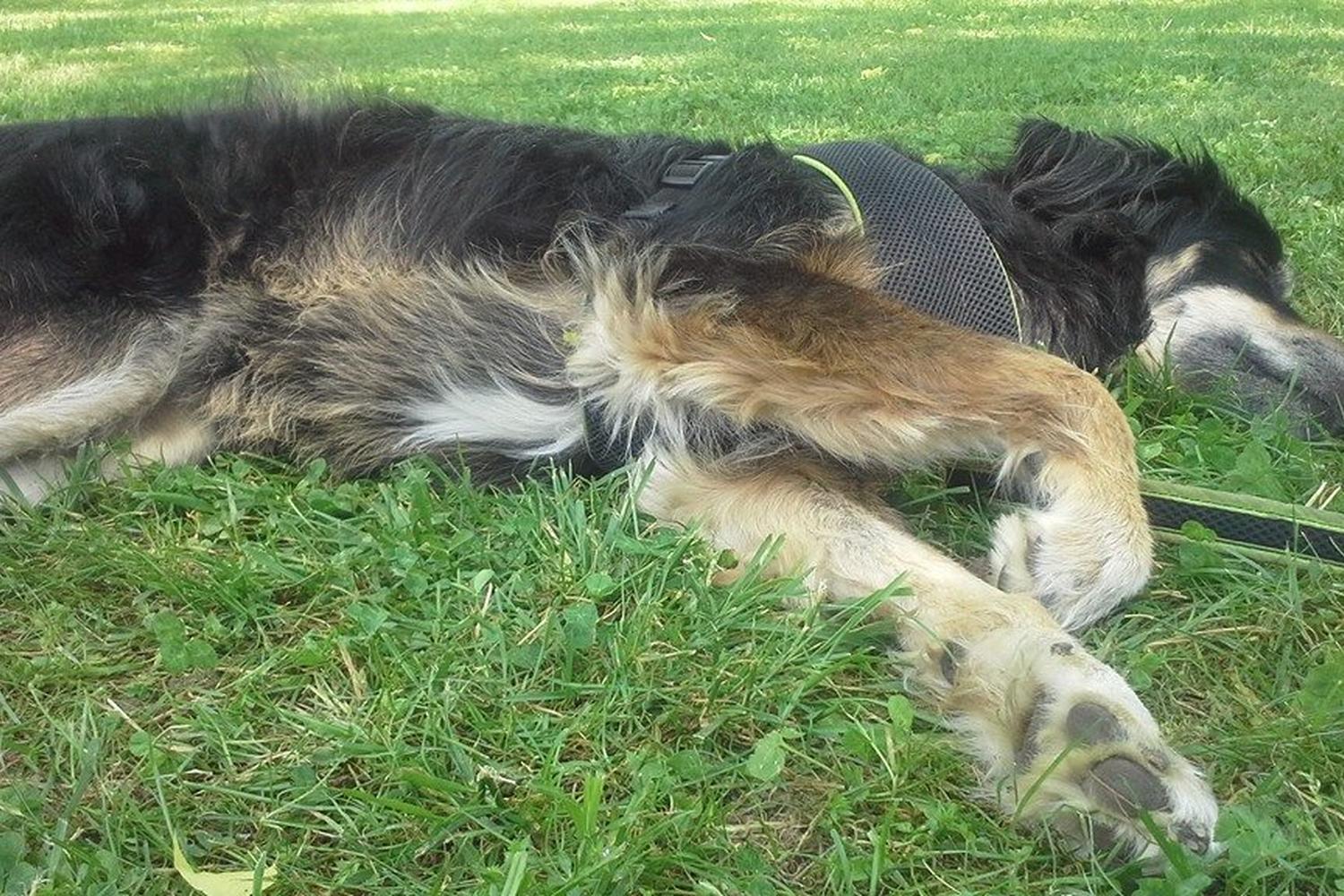 Heritage Dog Park  1