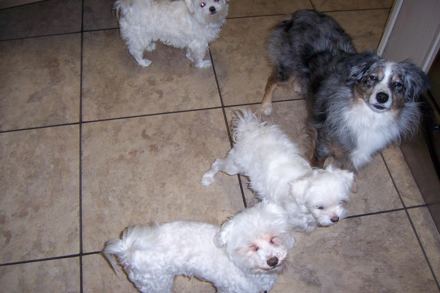 Winter Garden dog walking and pet care service 0