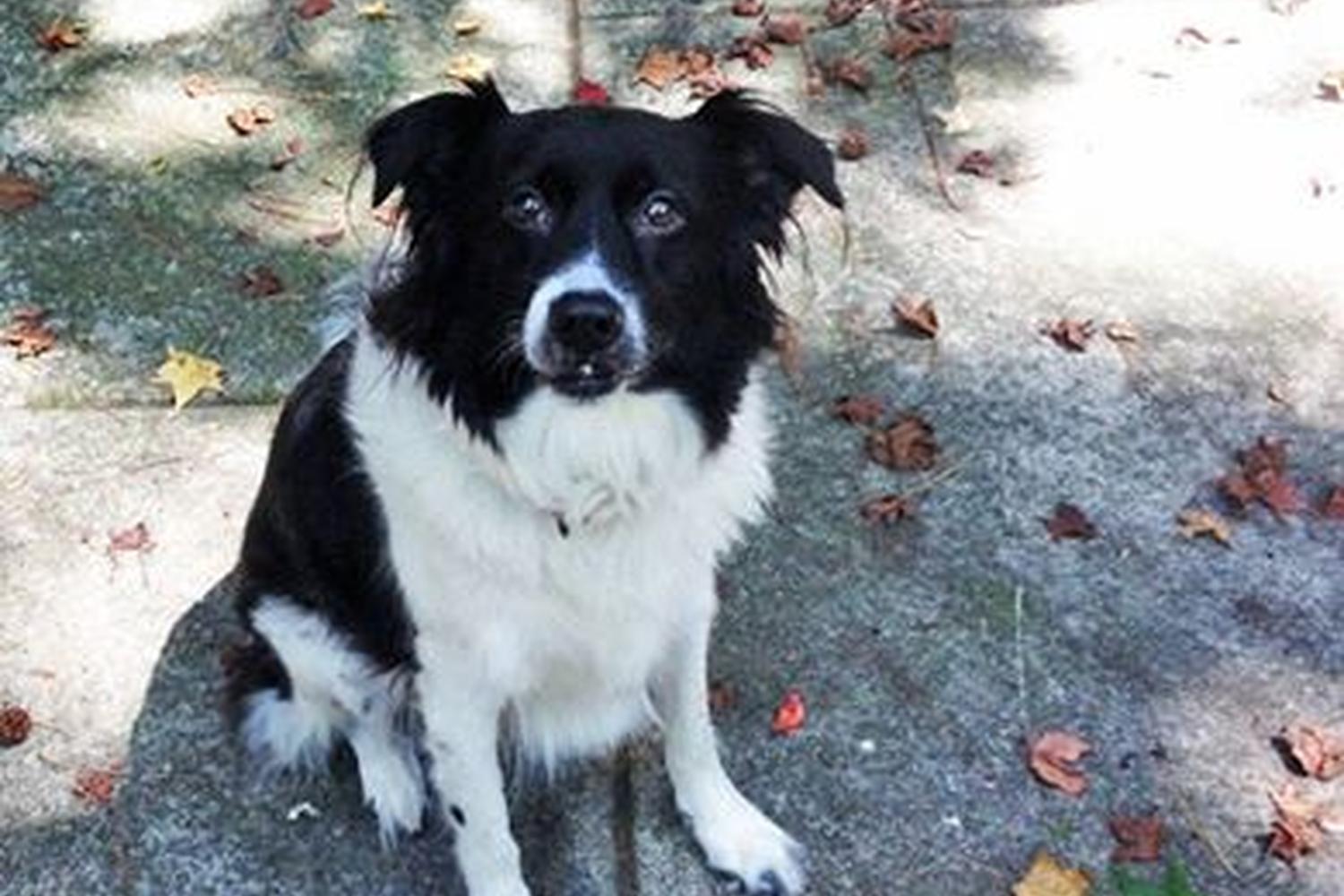Jolly Rufus Pet Sitting & Dog Walking 4
