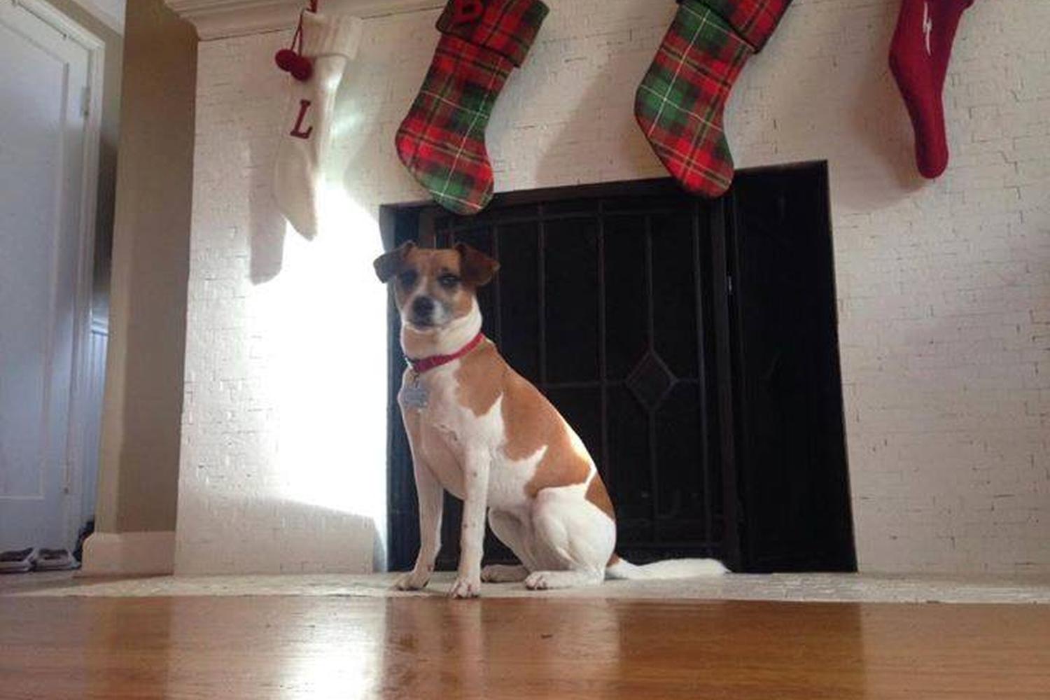 Jolly Rufus Pet Sitting & Dog Walking 3
