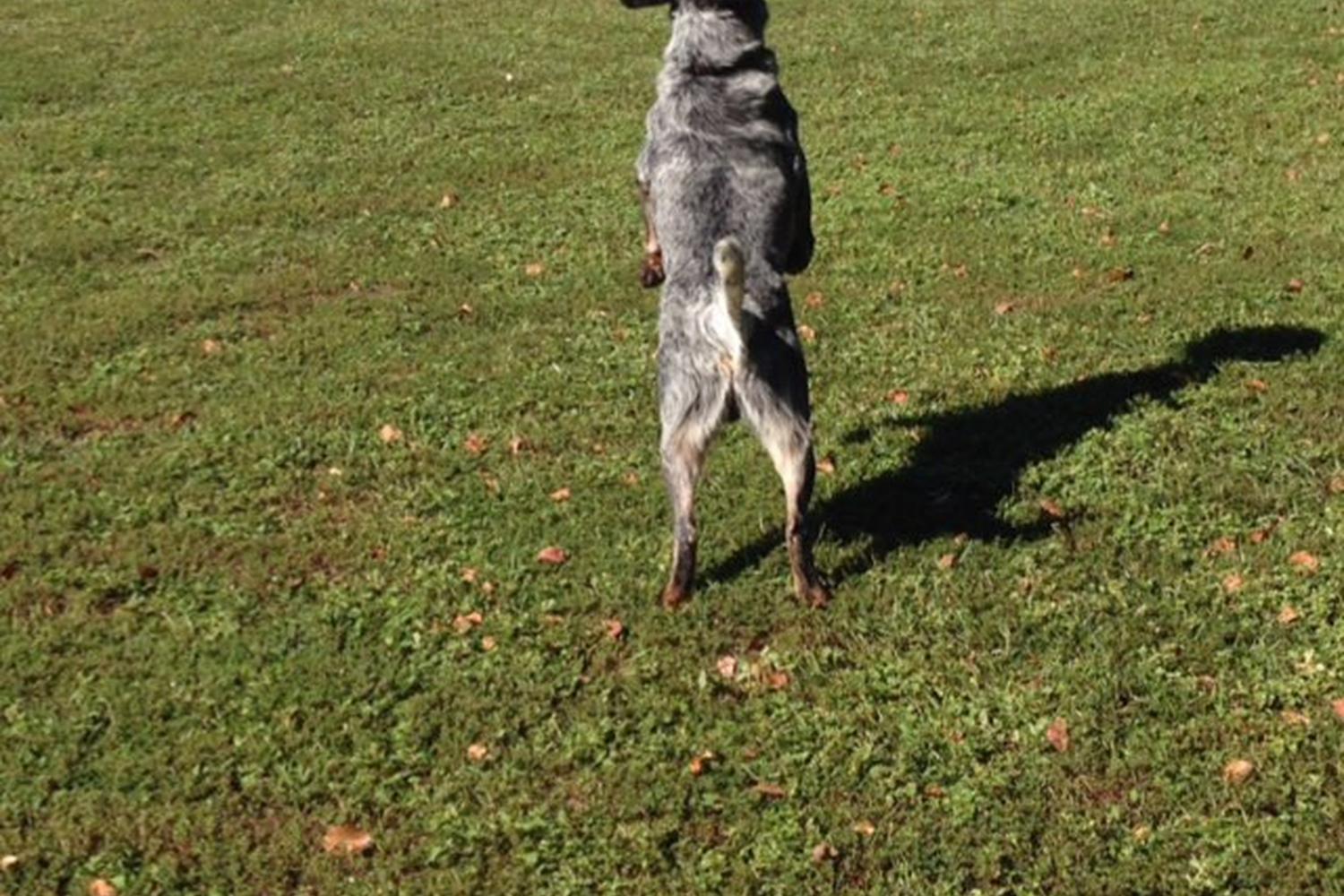 Scott Complex Dog Park 3