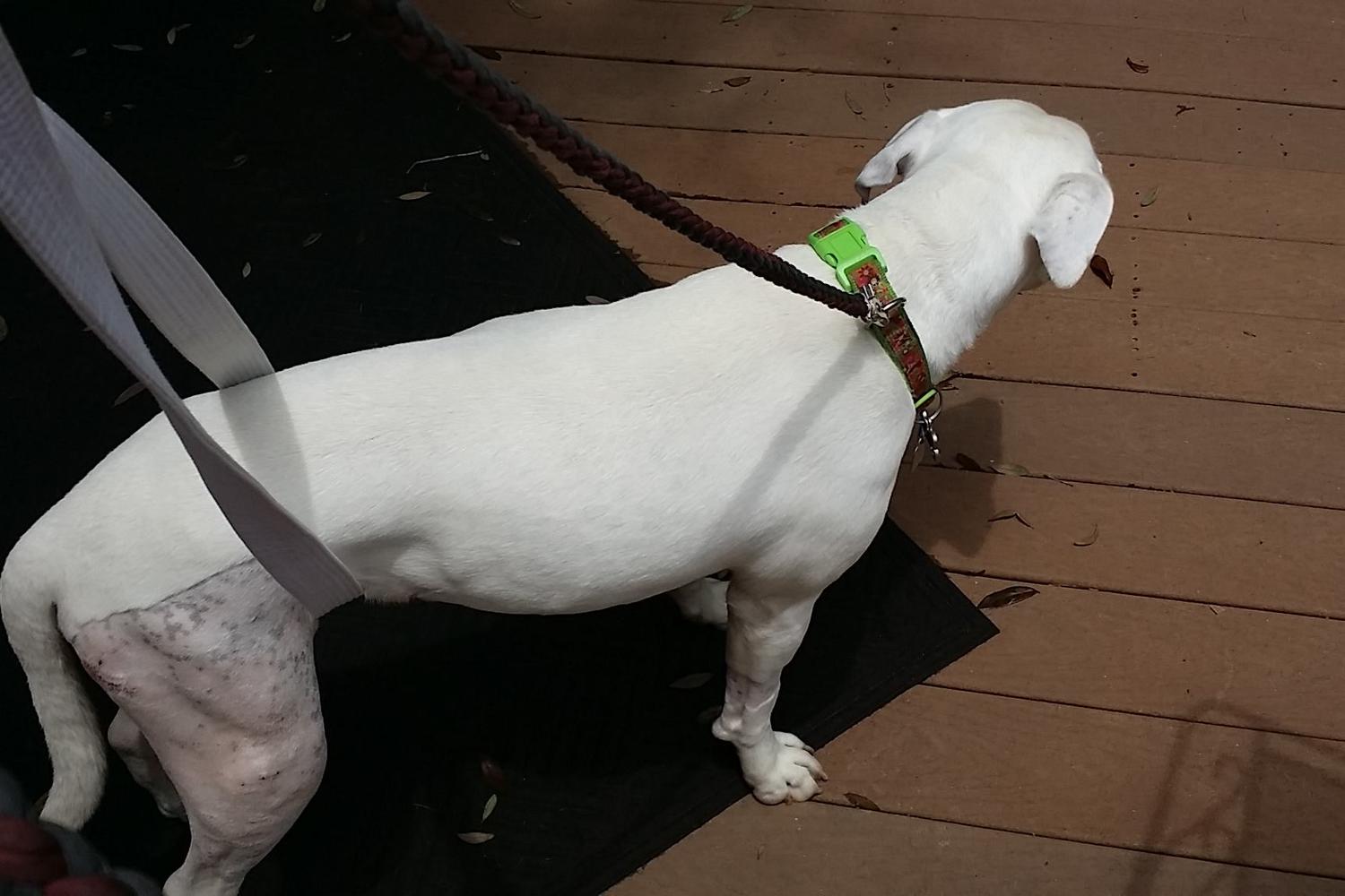 DogSmith Pet Care & Dog Training Gulf Coast 3