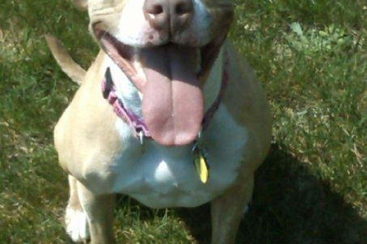 Happy Pets Pet Sitting 1