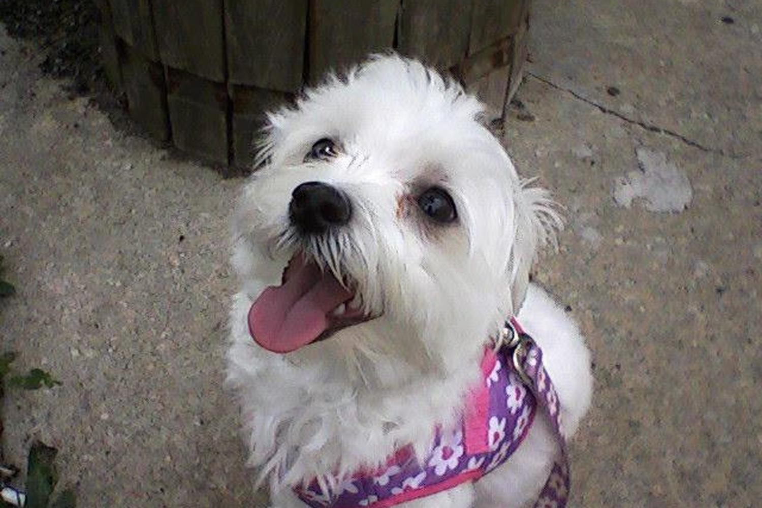 PS Pet Sit & Pup Struts 5