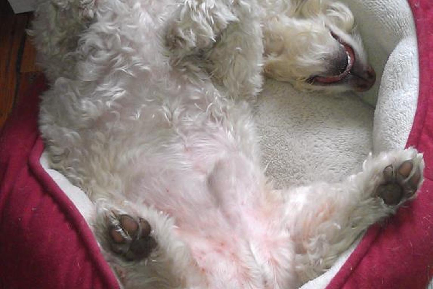 PS Pet Sit & Pup Struts 7