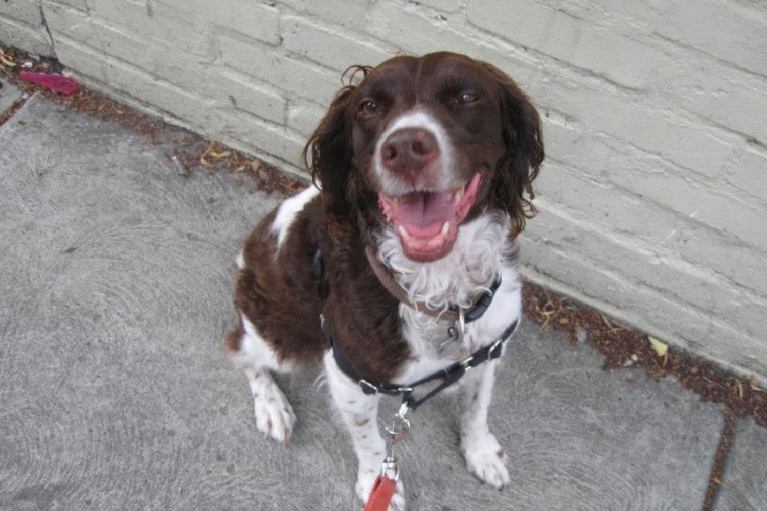 PS Pet Sit & Pup Struts 2