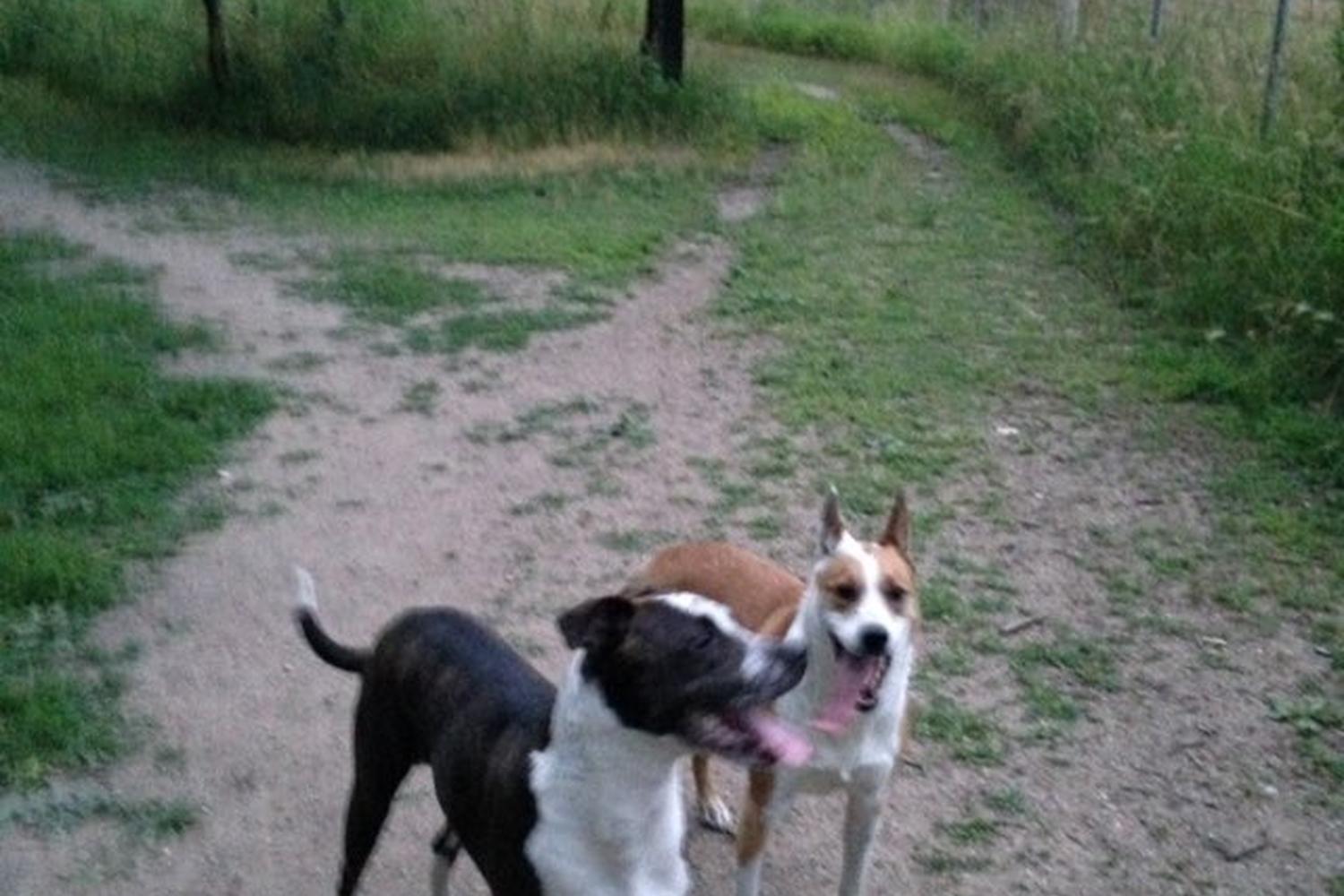 Raccoon River Dog Park 4