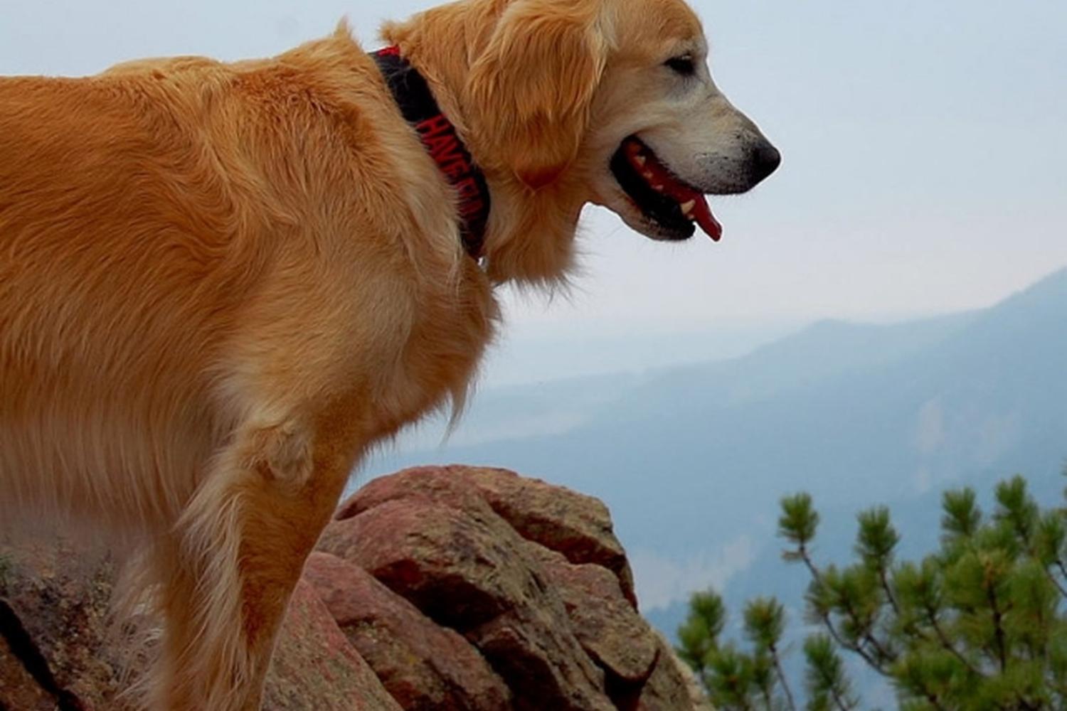 Keep Me Company Pet Sitting 6