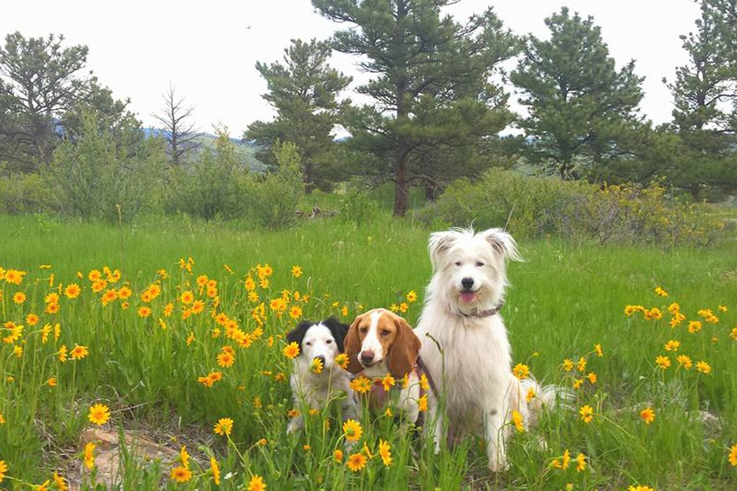 Keep Me Company Pet Sitting 0