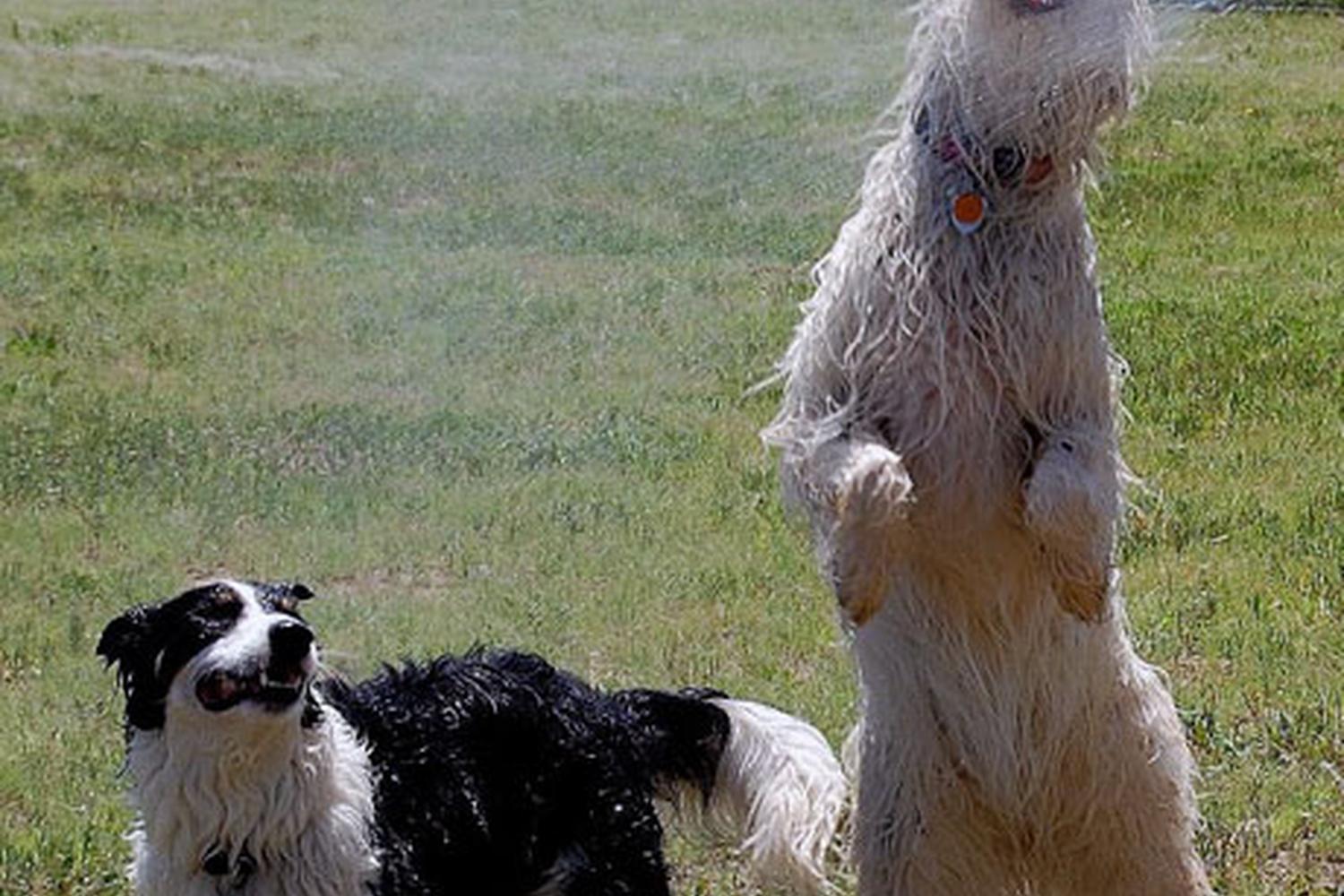 Keep Me Company Pet Sitting 5