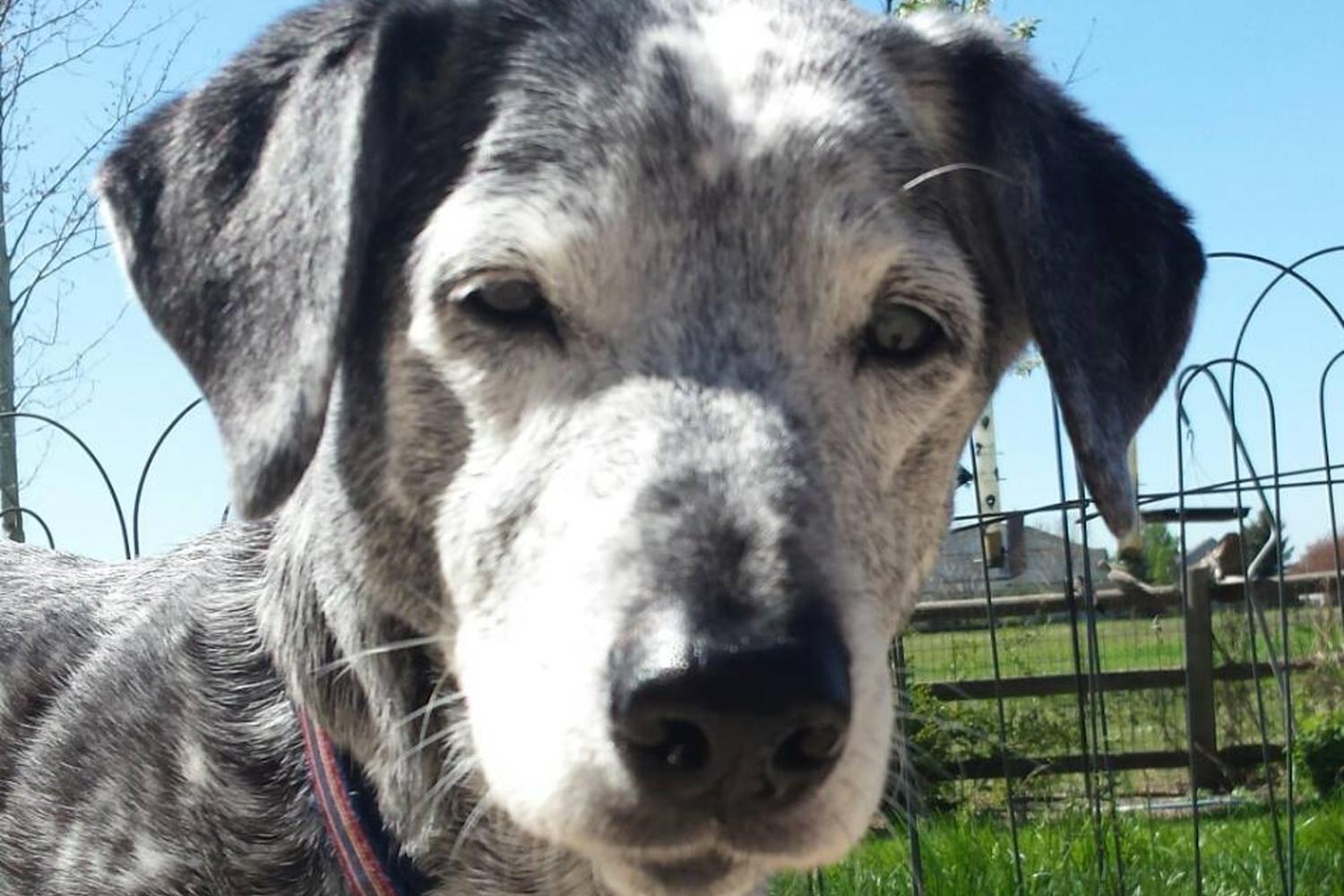 Keep Me Company Pet Sitting 3