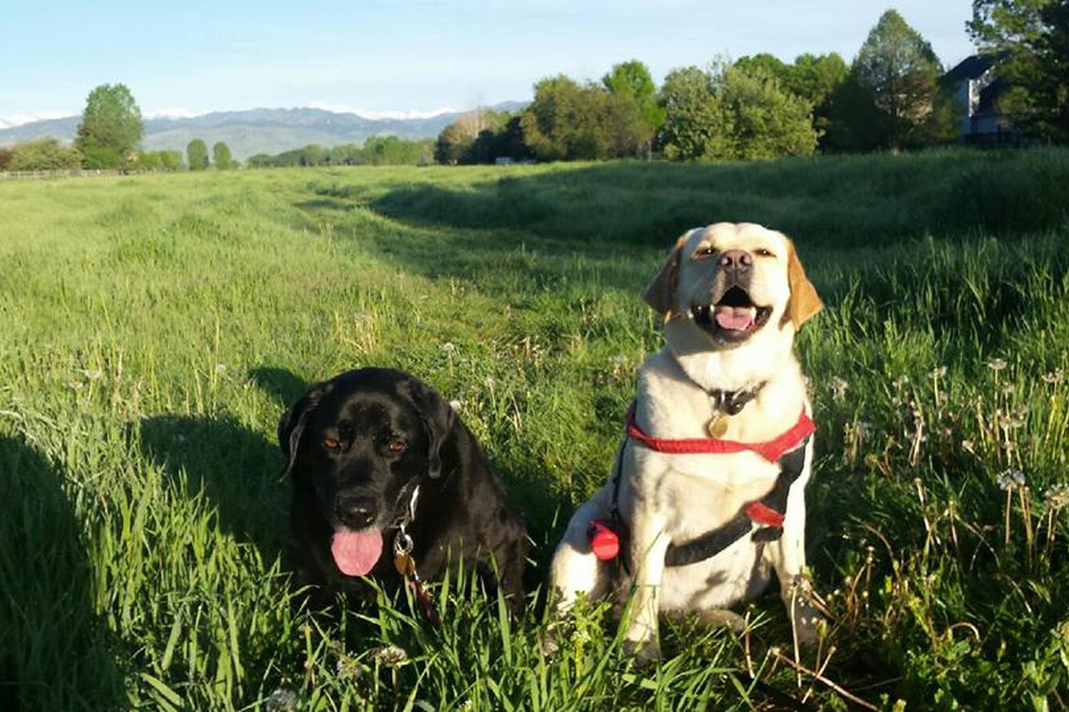 Keep Me Company Pet Sitting 2