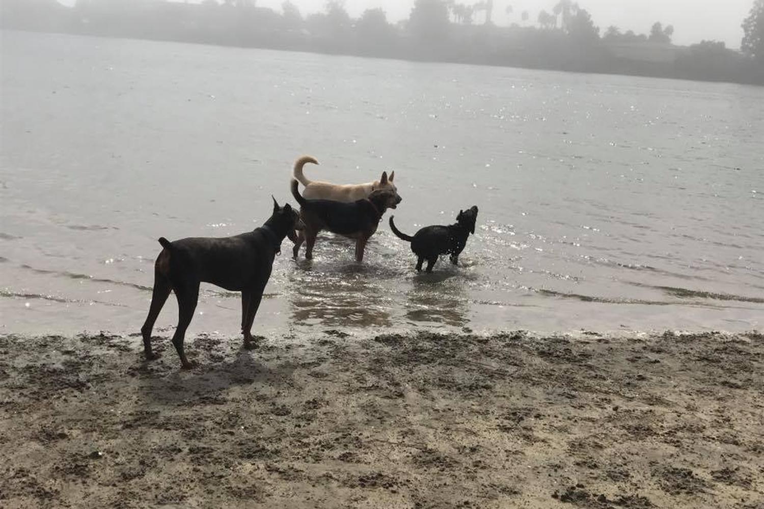 Dog Walker Woof Woof La Jolla 5