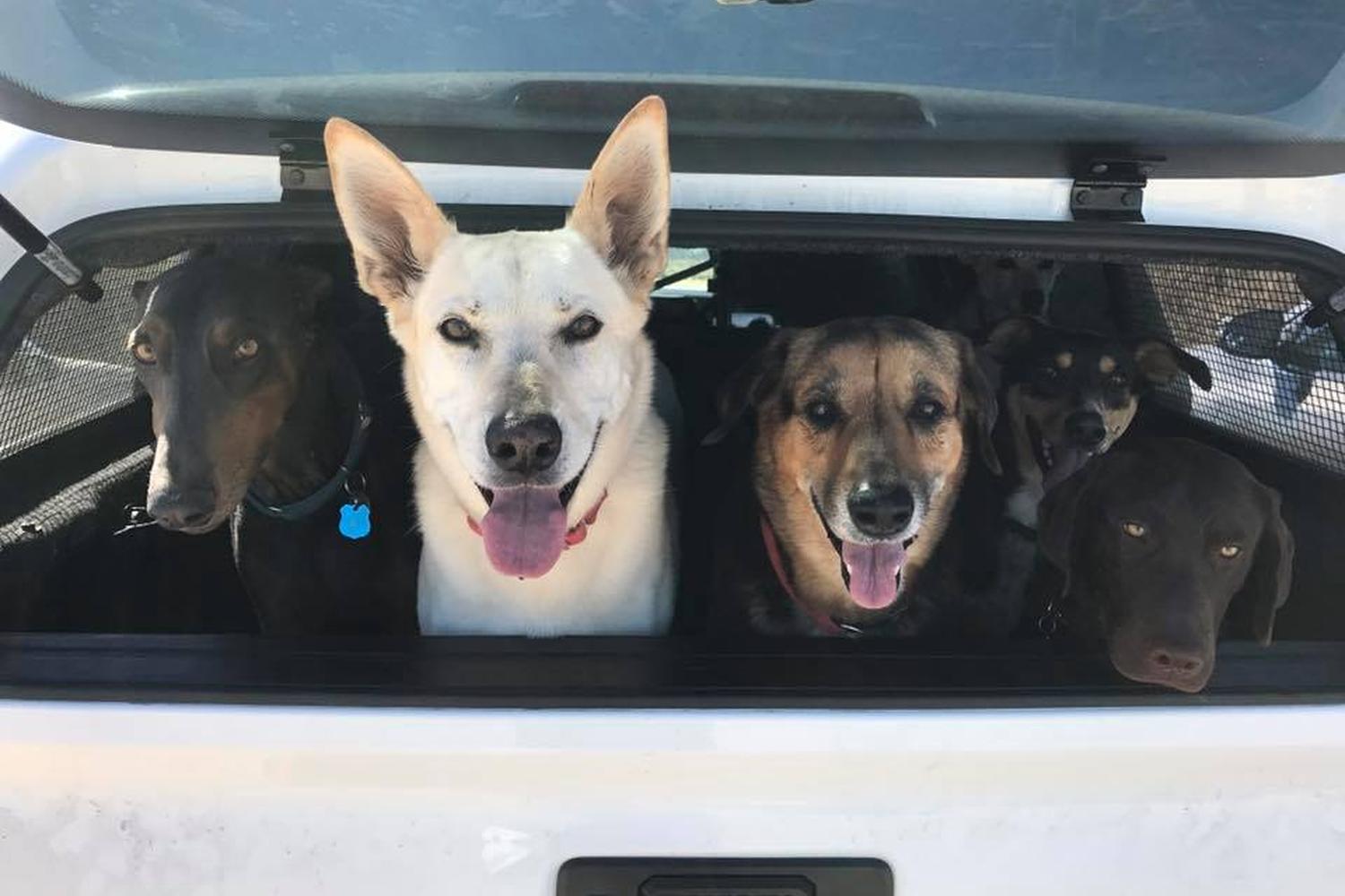 Dog Walker Woof Woof La Jolla 0