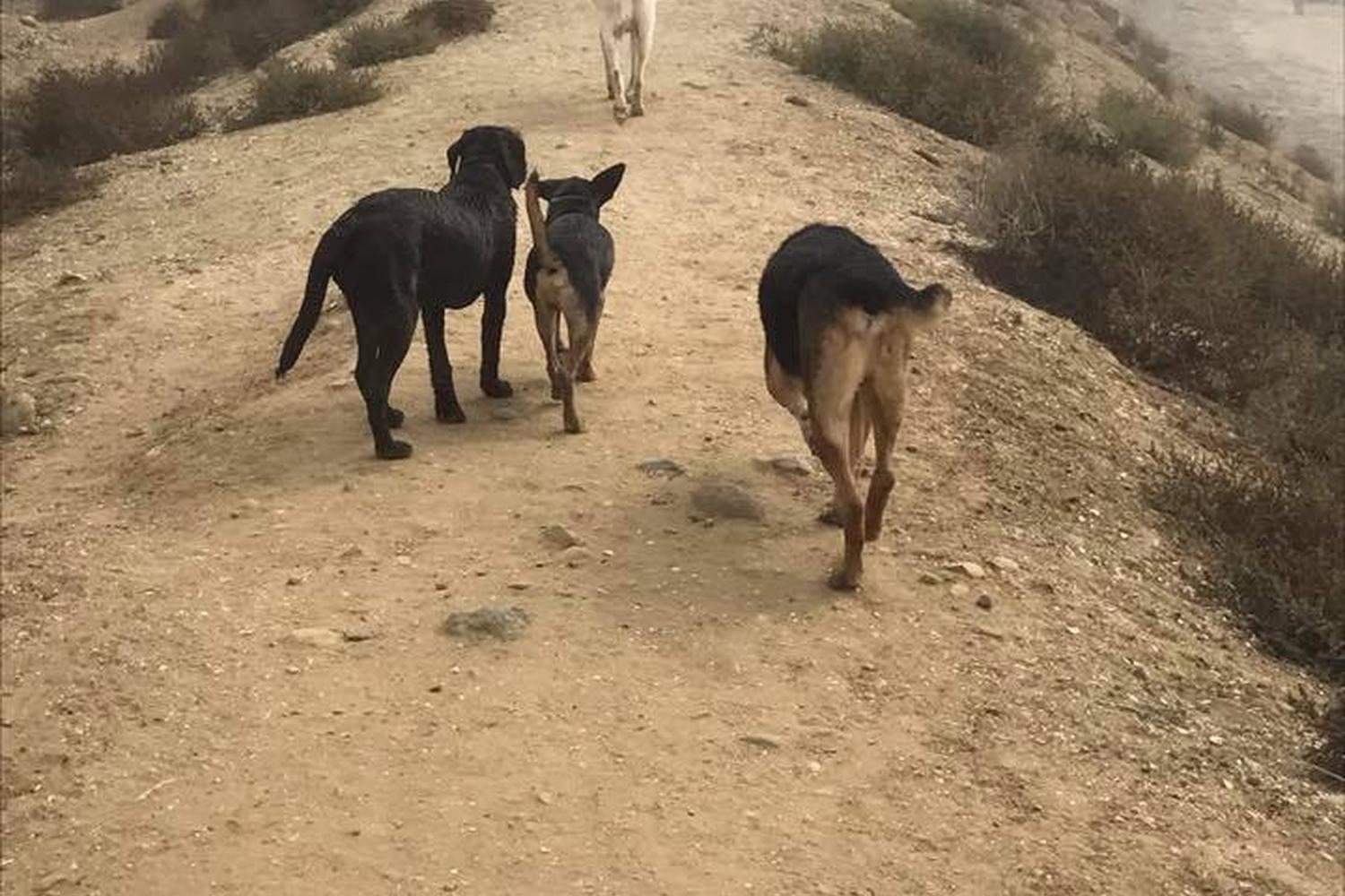 Dog Walker Woof Woof La Jolla 1