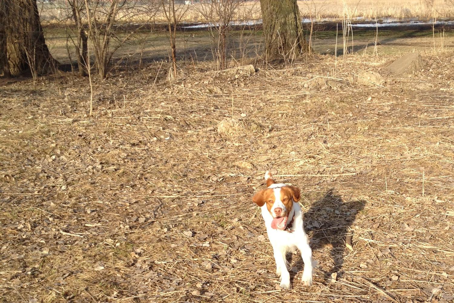 Minneapolis Airport Off Leash Dog Park 6