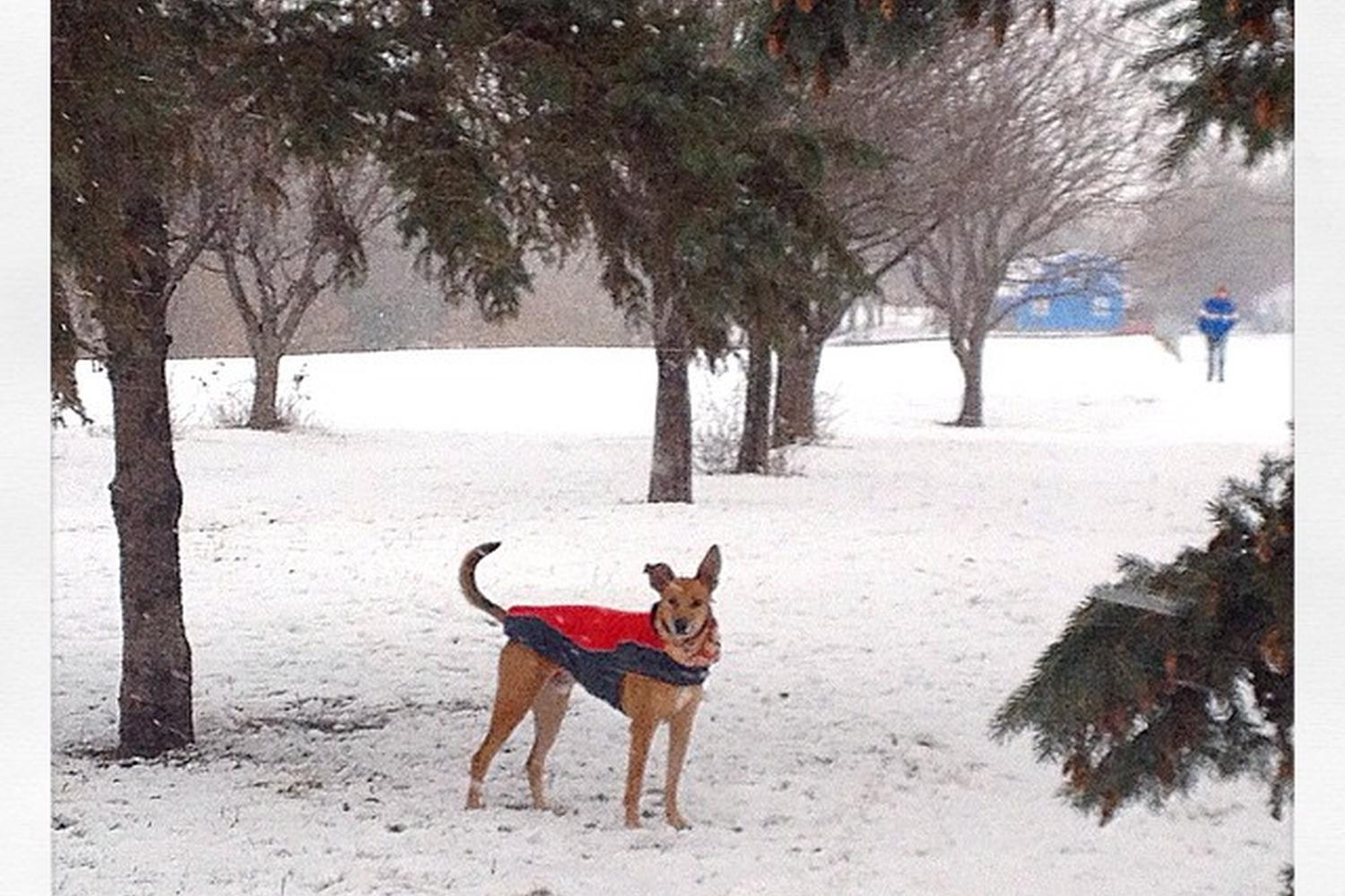 Minneapolis Airport Off Leash Dog Park 7