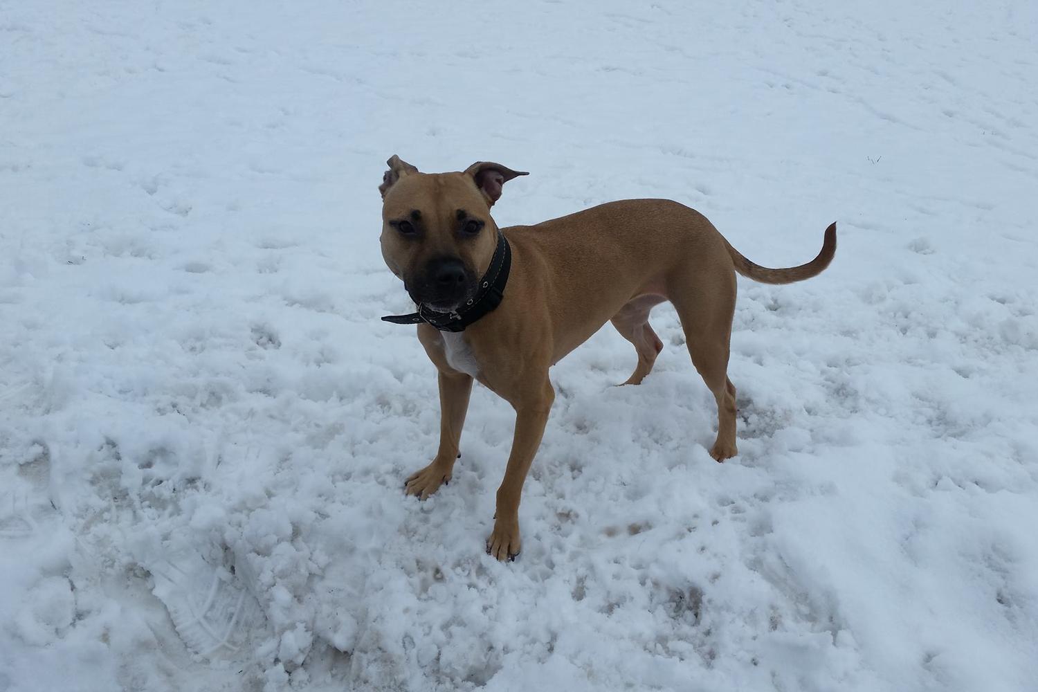 Minneapolis Airport Off Leash Dog Park 2