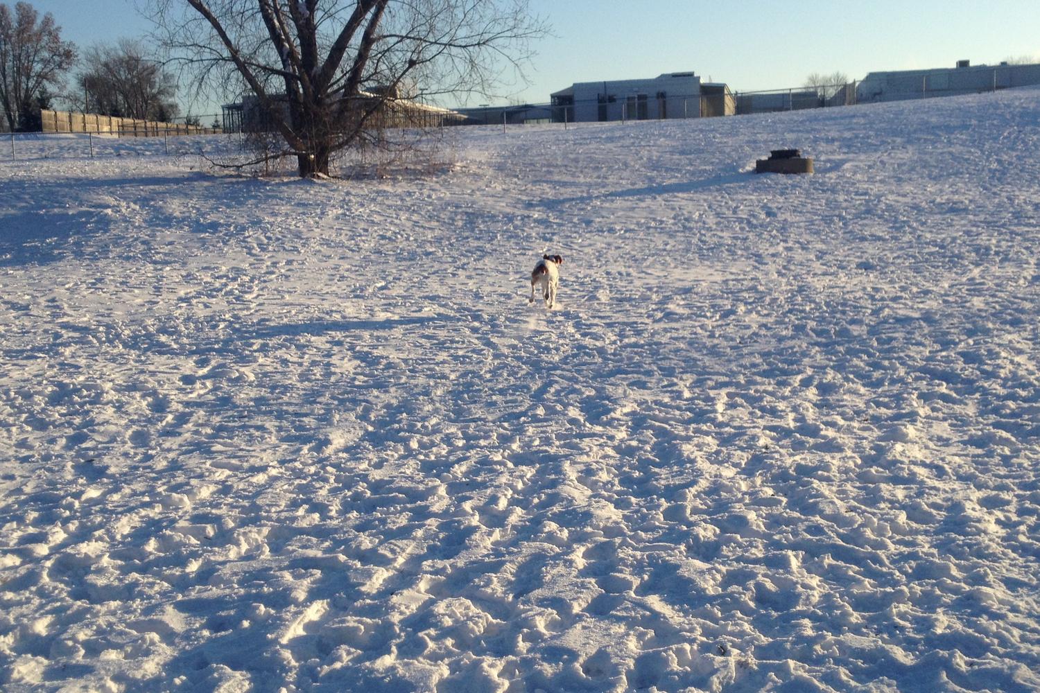 Minneapolis Airport Off Leash Dog Park 5