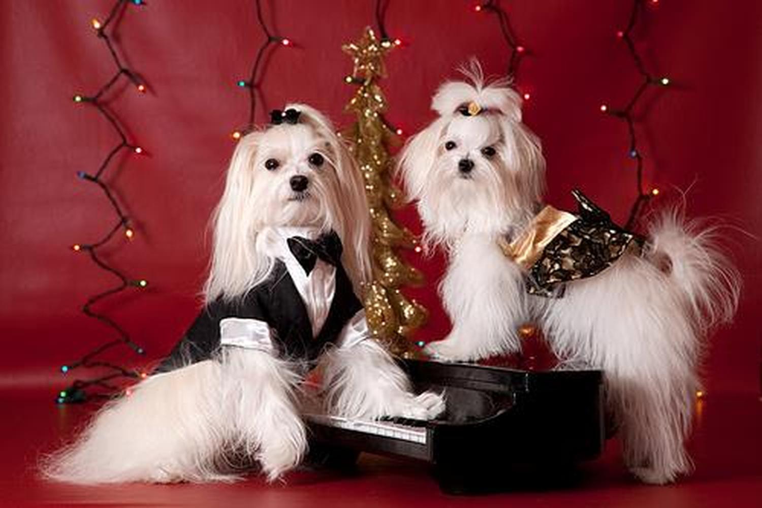 5 Star Pet Service 1