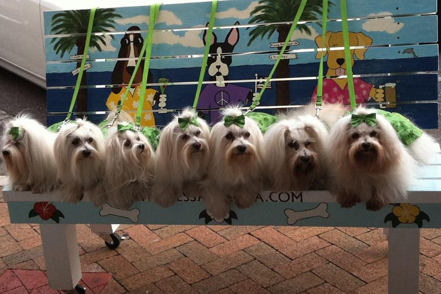 5 Star Pet Service 0