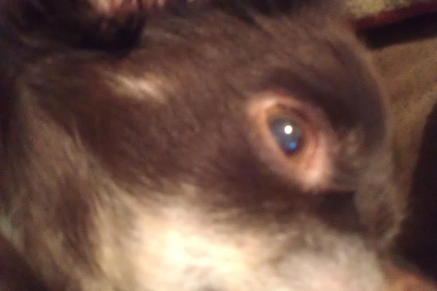 Pet Parent Paradise 5