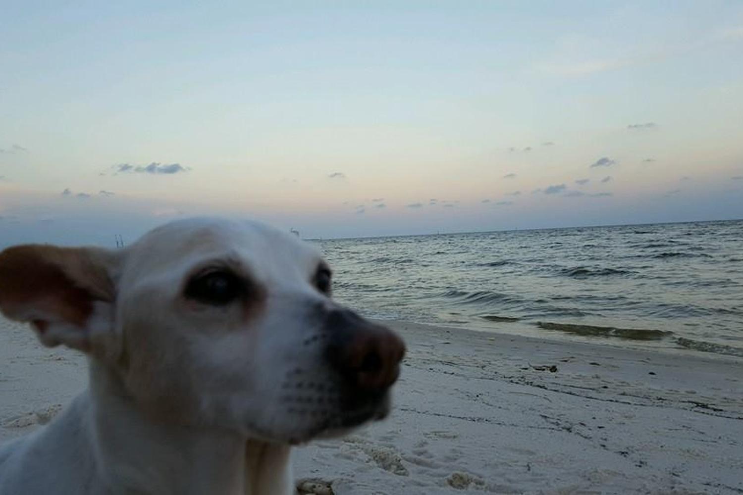 Pet Parent Paradise 4